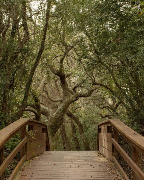 A wooden footbridge leads into a dense forest with twisted, moss-covered trees and green foliage, creating a mysterious and inviting natural scene.