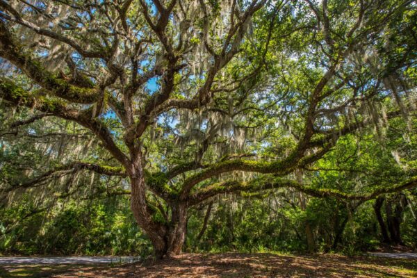 A large, sprawling oak tree covered in hanging Spanish moss stands in a sunny, green forest with dappled light filtering through the leaves onto the ground below.