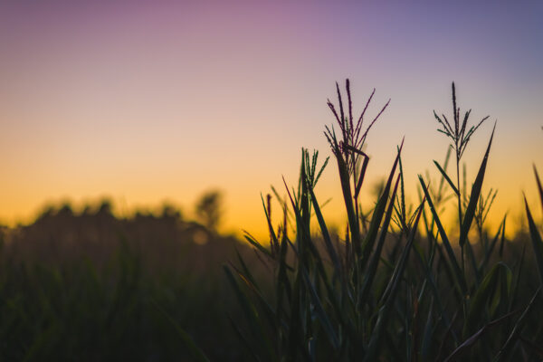grass at sunset