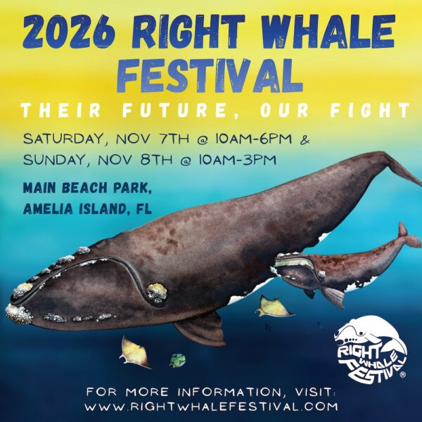 Illustrated poster for the 2026 Right Whale Festival, featuring two right whales underwater. Event details and website are listed over a yellow and blue background with festival logo in the corner.