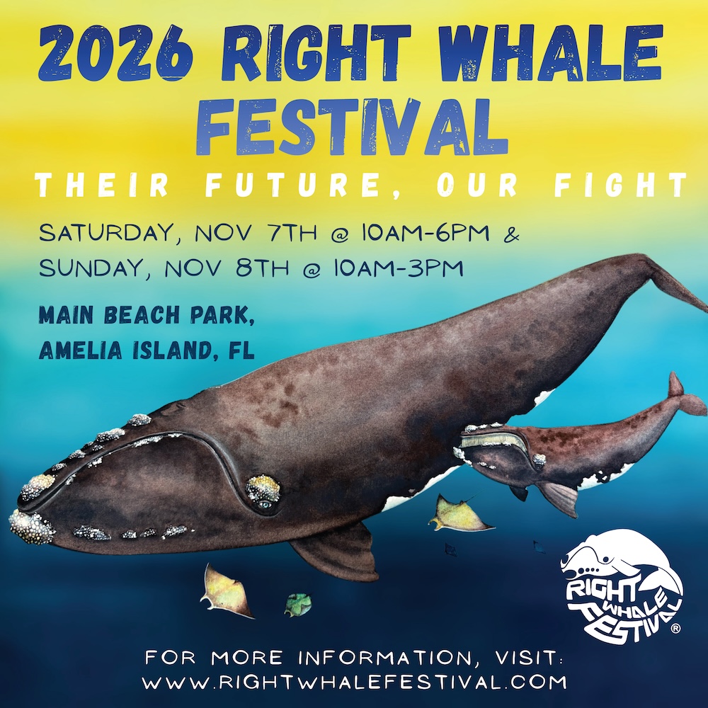 Illustrated poster for the 2026 Right Whale Festival, featuring two right whales underwater. Event details and website are listed over a yellow and blue background with festival logo in the corner.