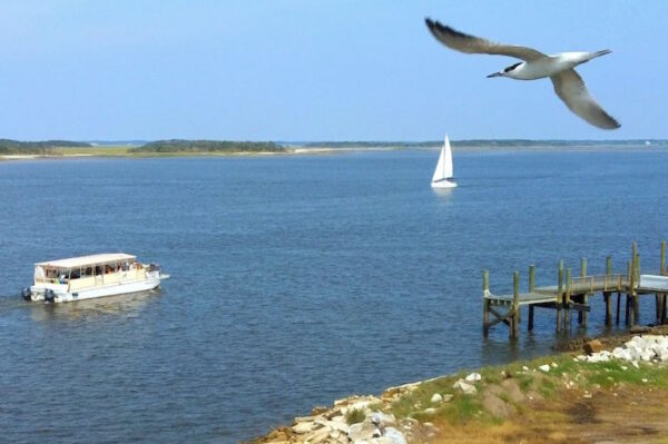 A large bird flies over a calm body of water with a sailboat and a small tour boat nearby; a wooden dock and rocky shoreline are in the foreground under a clear blue sky.
