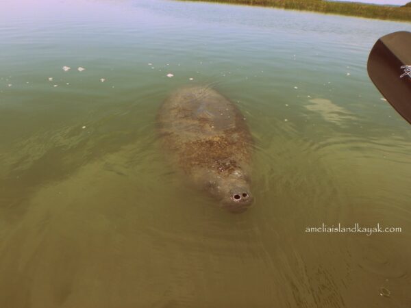 Amelia Island Kayak Excursion manatee