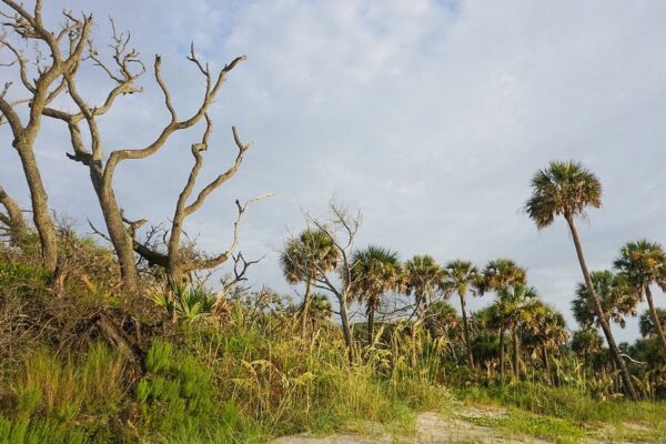 Amelia Island State Park