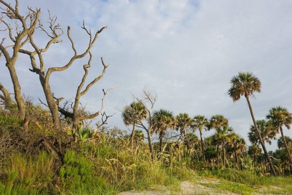 A coastal landscape with green grass, tall palm trees, and a few leafless, twisted tree branches under a partly cloudy sky.