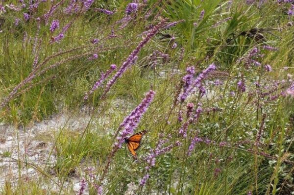 Amelia Island State Park wildflowers