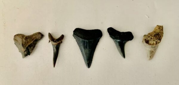 Amelia Shark Tooth Adventures various sizes