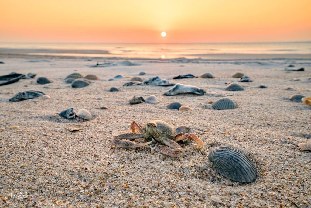 A small crab sits among seashells on a sandy beach at sunrise, with the sun low on the horizon and calm waves in the background.