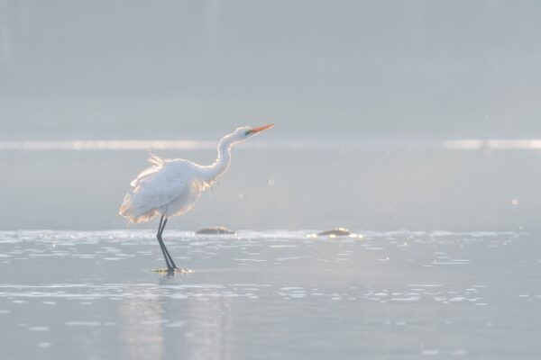 A white egret stands in shallow water, its neck extended and feathers ruffled, surrounded by a soft, misty light reflecting off the waters surface.