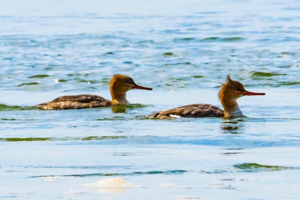 Two brown ducks with spiky head feathers swim side by side on a calm, blue lake, creating gentle ripples in the water on a sunny day.
