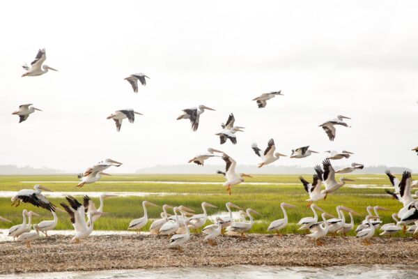 A flock of pelicans gathers on the shore while others fly above a marshland with green grass and shallow water under a cloudy sky.