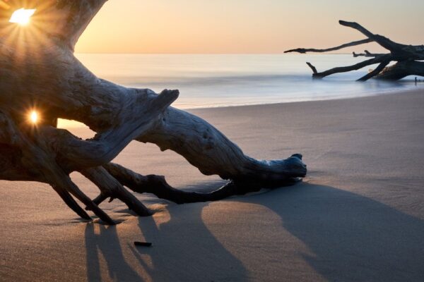 Boneyard Beach wood