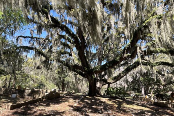 A large, sprawling tree draped in Spanish moss stands in a sunny cemetery, its branches stretching over gravestones and benches beneath a clear blue sky.