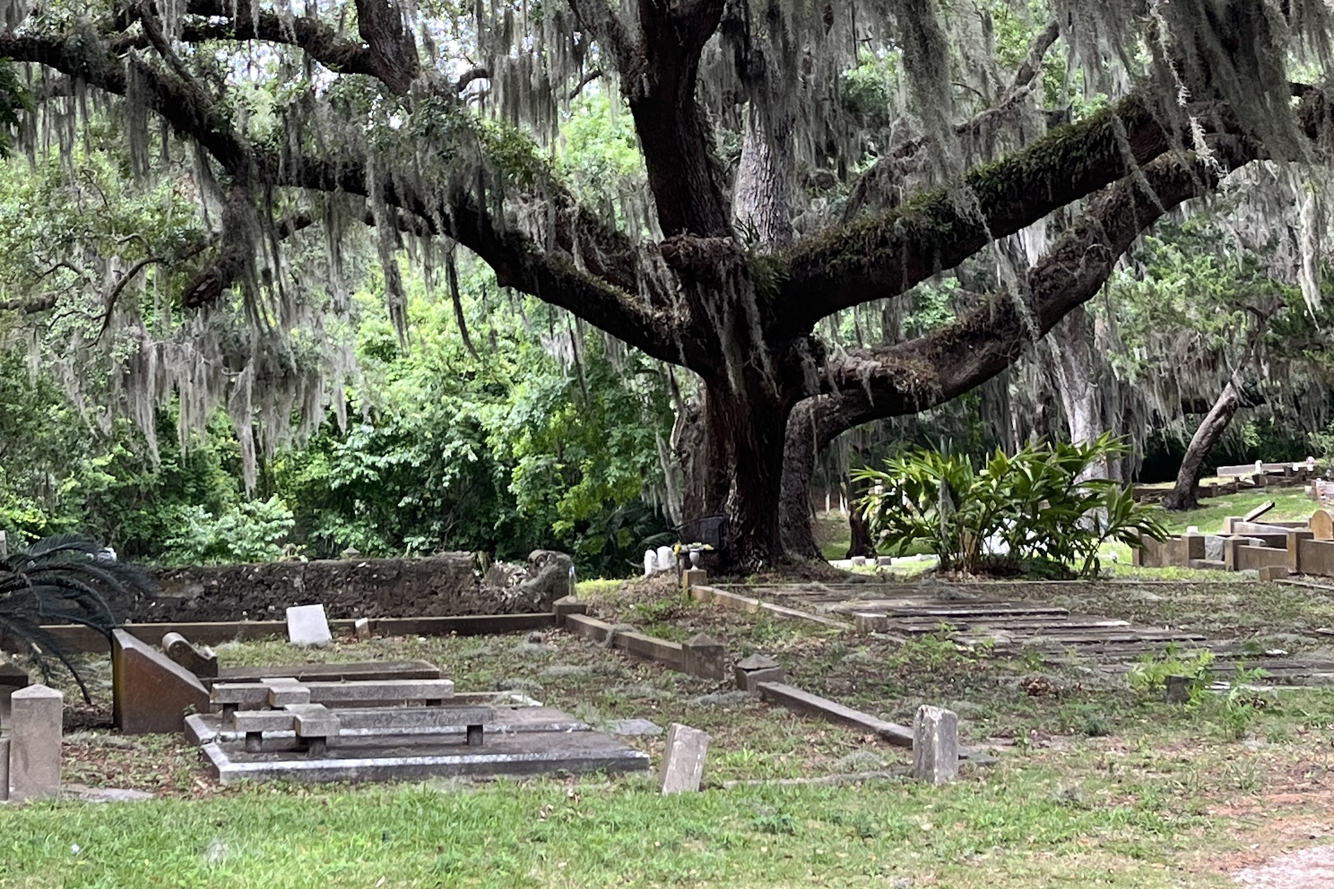 Large, old tree with hanging Spanish moss shades historic gravestones in a quiet, green cemetery. Lush foliage fills the background, with weathered headstones scattered on the grassy ground.