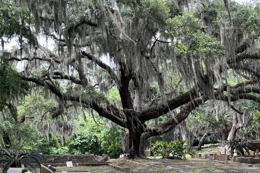 Large oak tree draped in Spanish moss stands in a green, shady cemetery with gravestones and lush vegetation visible around the tree.