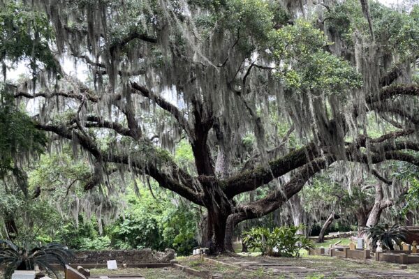 Large oak tree draped in Spanish moss stands in a green, shady cemetery with gravestones and lush vegetation visible around the tree.
