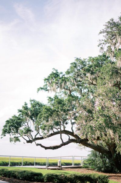 A large oak tree with draping Spanish moss stands near a fence, overlooking a grassy field under a partly cloudy sky. Shrubs line the edge of the scene, creating a peaceful, natural landscape.