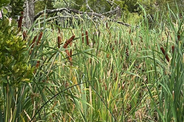 Cattails at Egans Creek Greenway