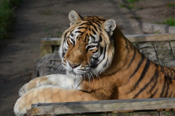tiger at Catty Shack Ranch