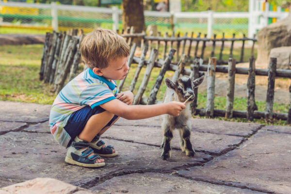 boy feeding goat