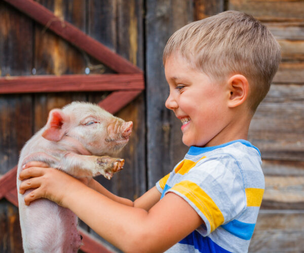 boy with pig