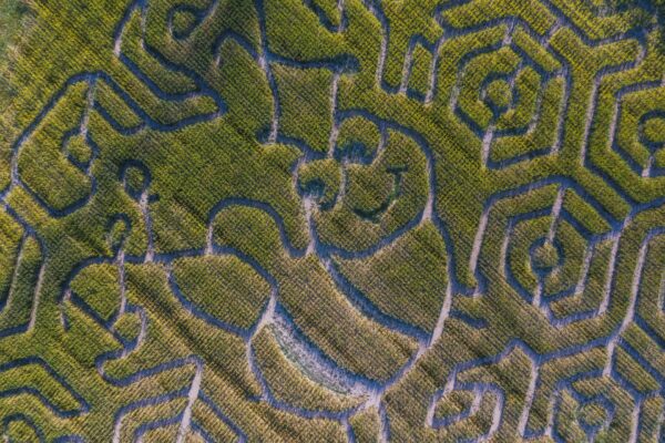 Aerial view of a corn maze shaped like a smiling cartoon character, possibly a scarecrow, surrounded by winding paths and geometric patterns in a green cornfield.