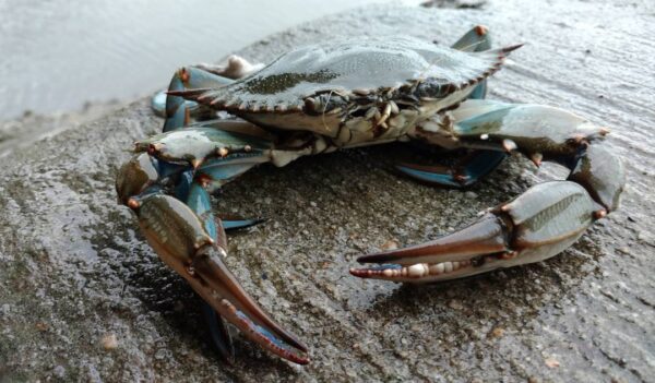 Crab