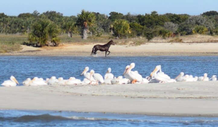 A group of white pelicans rest on a sandy beach by the water, while a lone horse walks along the shore in the background, with palm trees and greenery beyond.