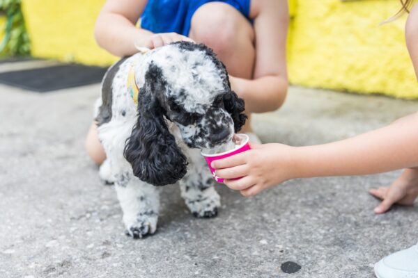 A black and white cocker spaniel drinks from a small pink cup held by a child while another child kneels nearby on a concrete surface, with a yellow wall in the background.