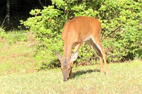 A brown deer with white markings grazes on green grass in a sunlit area, with bright green bushes and trees in the background.
