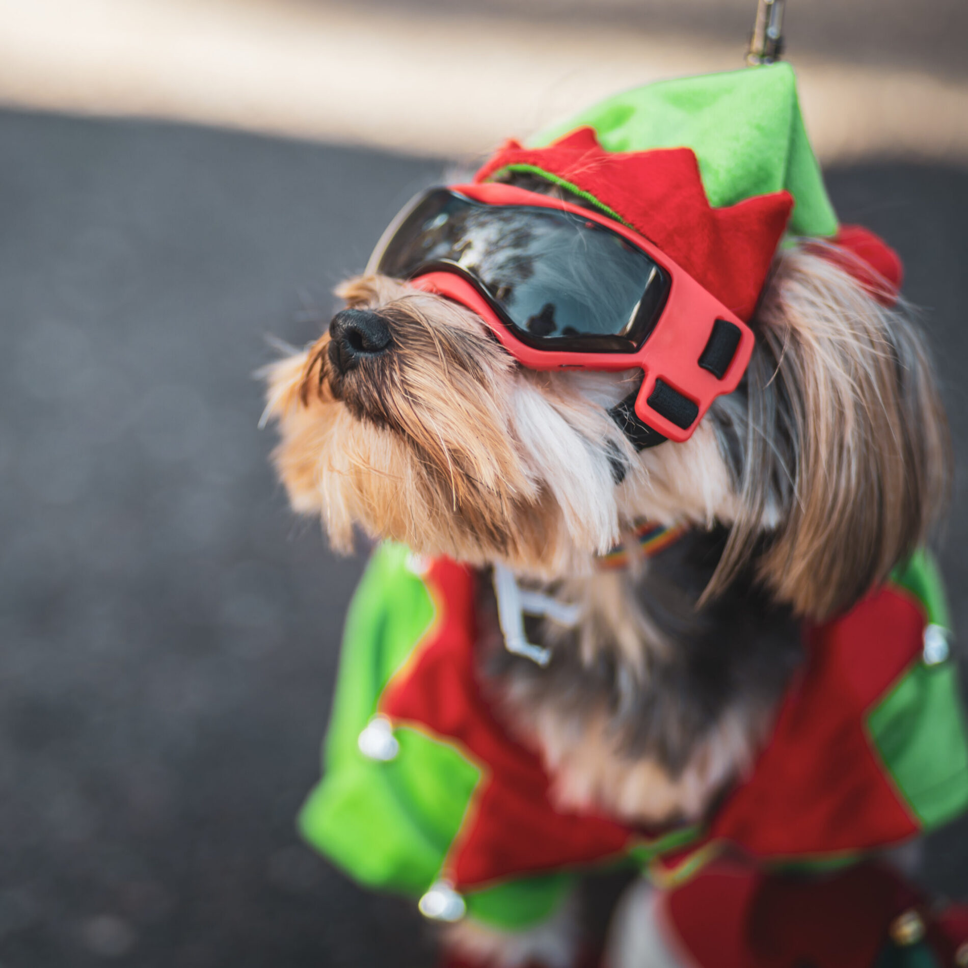 A small dog wearing sunglasses and a green and red elf costume sits outdoors, looking upward.