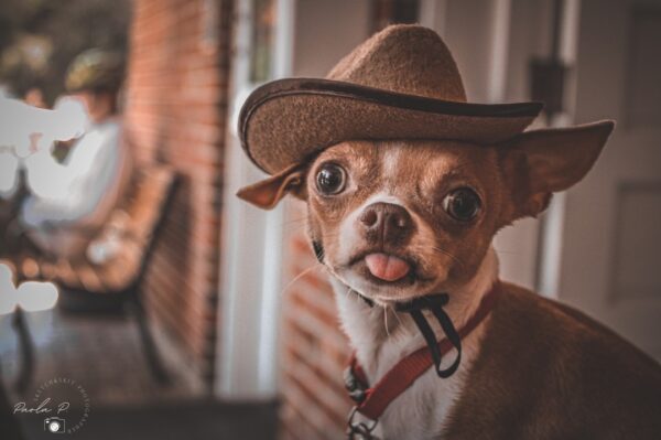 dog wearing cowboy hat