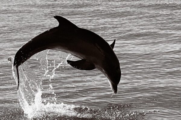 A dolphin leaps out of the water, creating a splash, with the ocean surface visible in the background. The image is in black and white.