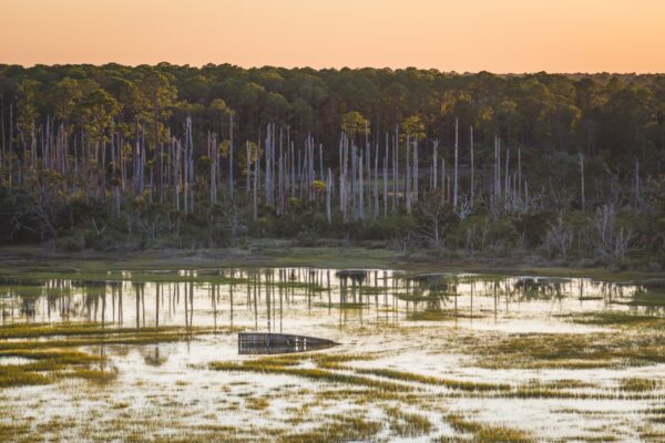 A marsh landscape at sunset with tall grasses, standing dead trees in the background, and a partially submerged wooden structure in the water. The sky glows orange, casting reflections on the still surface.