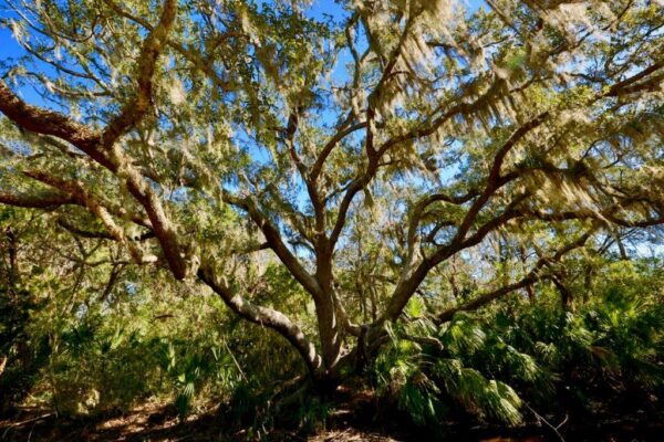 A large oak tree with sprawling branches covered in hanging Spanish moss stands in a sunny forest surrounded by dense green foliage and undergrowth, set against a bright blue sky.