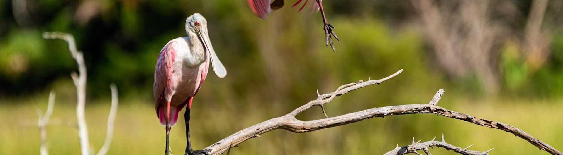 Two pink roseate spoonbills are in a marsh; one stands on a curved, bare branch while the other flies above it with wings spread. Green grass and blurred trees are in the background.