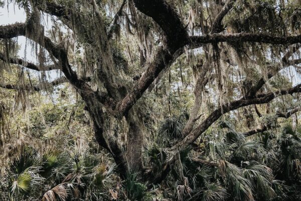 Egans Creek greenway tree
