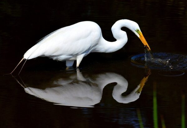 egret