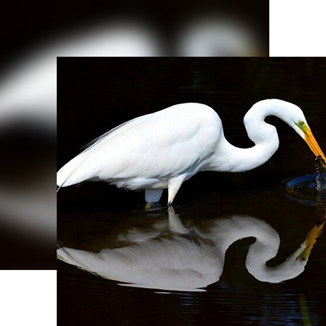 Egret blur