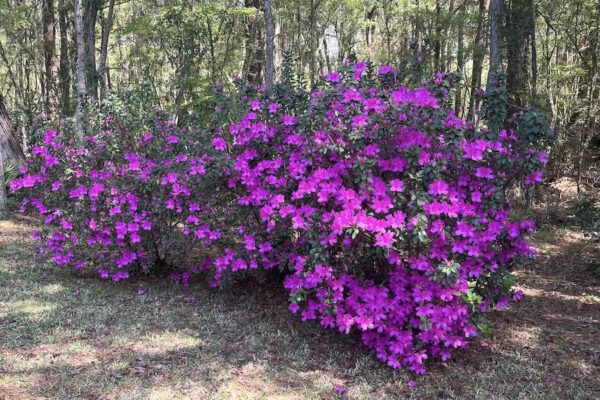 azaleas Amelia Island