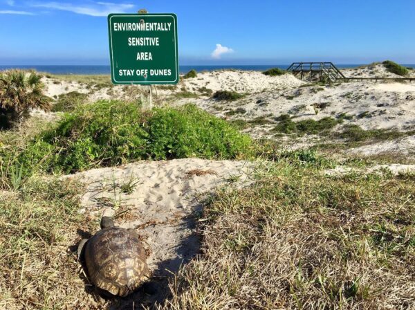 A tortoise crawls on sandy grass near a green sign that reads Environmentally Sensitive Area Stay Off Dunes, with dunes, plants, and a blue sky in the background.