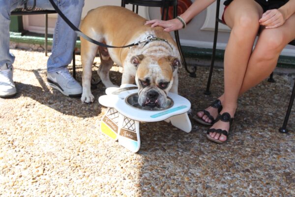 A bulldog drinks water from a raised dog bowl shaped like a bone, while two people sit beside it on outdoor chairs, one petting the dog. The scene is sunny and on a stone patio.