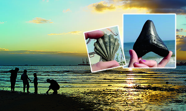 A group of people are silhouetted on a beach at sunset. Two inset images show hands holding fossils: one holds a shell fossil and the other holds a large shark tooth, with the ocean in the background.