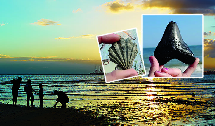 A group of people are silhouetted on a beach at sunset. Two inset images show hands holding fossils: one holds a shell fossil and the other holds a large shark tooth, with the ocean in the background.