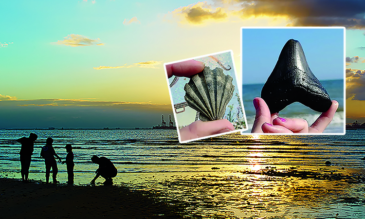 A group of people are silhouetted on a beach at sunset. Two inset images show hands holding fossils: one holds a shell fossil and the other holds a large shark tooth, with the ocean in the background.