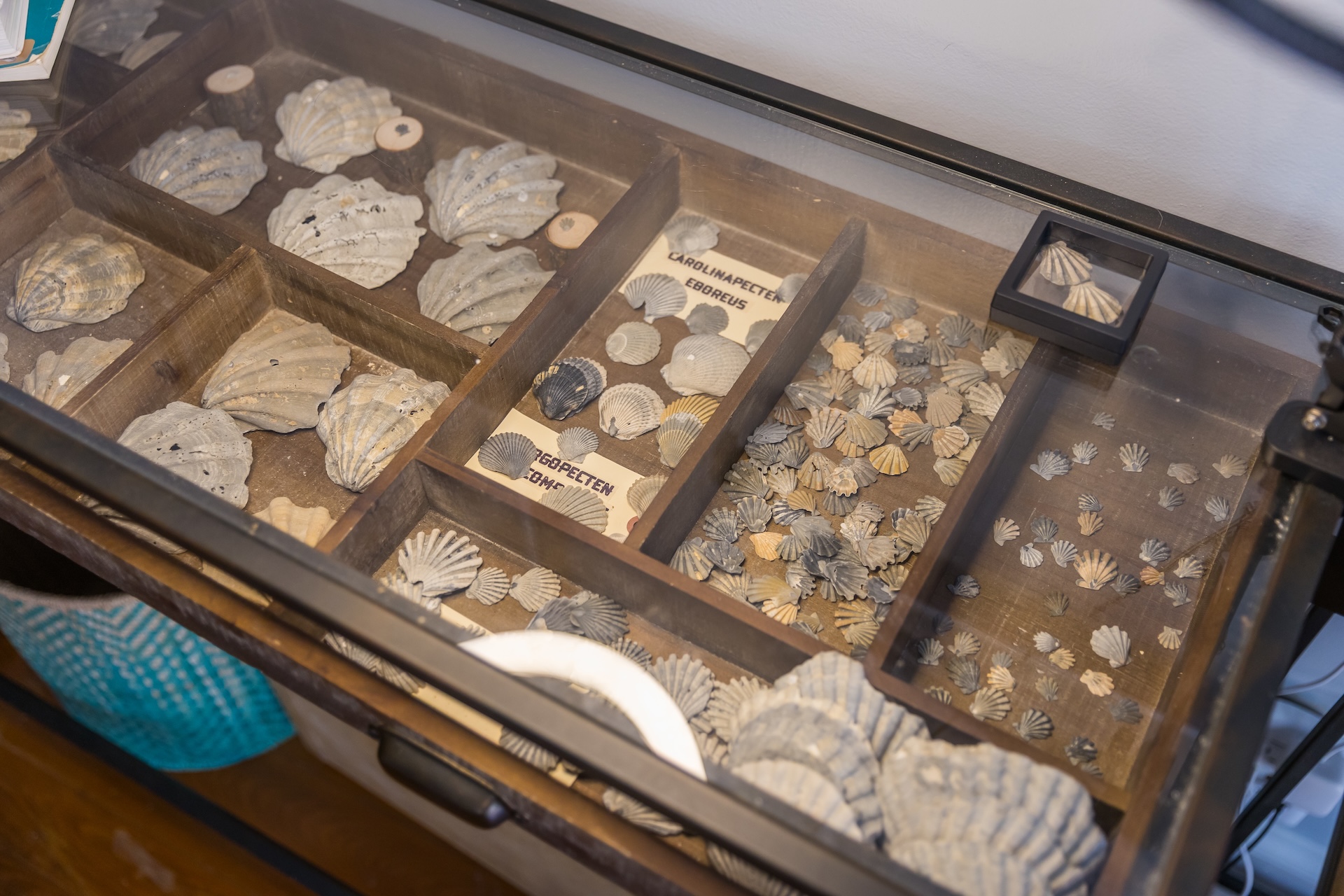 A glass display case shows various fossilized shells and shell fragments organized in wooden compartments, with some labeled sections in German.