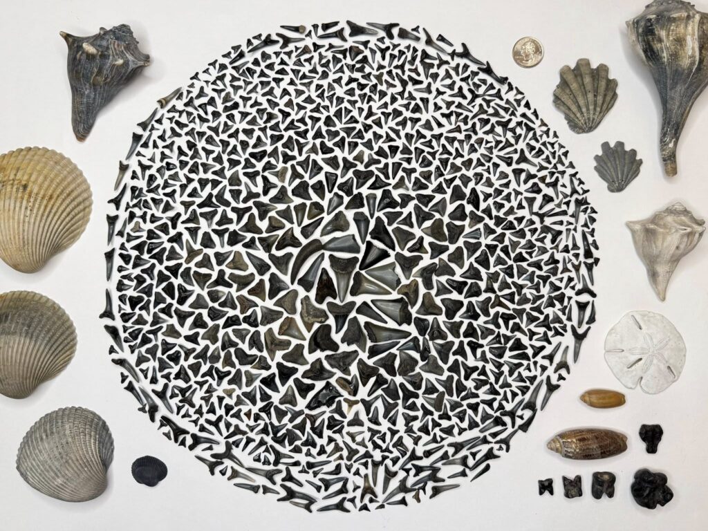 A circular pattern made of many small shark teeth is surrounded by various seashells, a sand dollar, fossilized objects, and a coin for scale, all arranged neatly on a white background.