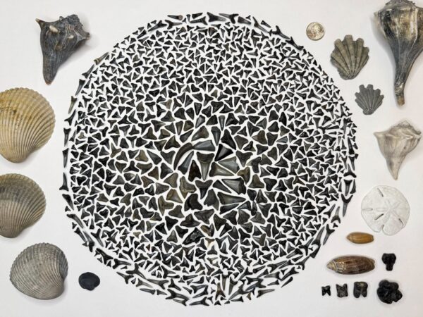 A circular pattern made of many small shark teeth is surrounded by various seashells, a sand dollar, fossilized objects, and a coin for scale, all arranged neatly on a white background.