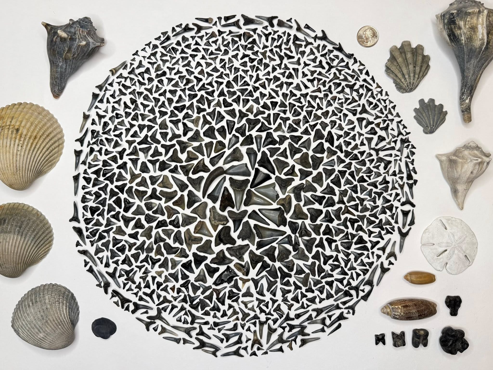 A circular pattern made of many small shark teeth is surrounded by various seashells, a sand dollar, fossilized objects, and a coin for scale, all arranged neatly on a white background.