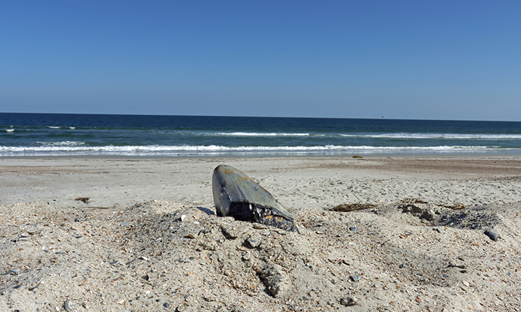 A fish head partially buried in sand on a deserted beach, with gentle waves and a clear blue sky in the background.